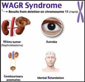 WAGR Complex