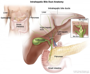 progressive familial intrahepatic cholestasis