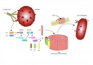 Paroxysmal Nocturnal Hemoglobinuria (PNH)