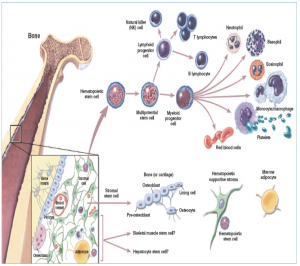hematopoietic stem cell transplant checkrare