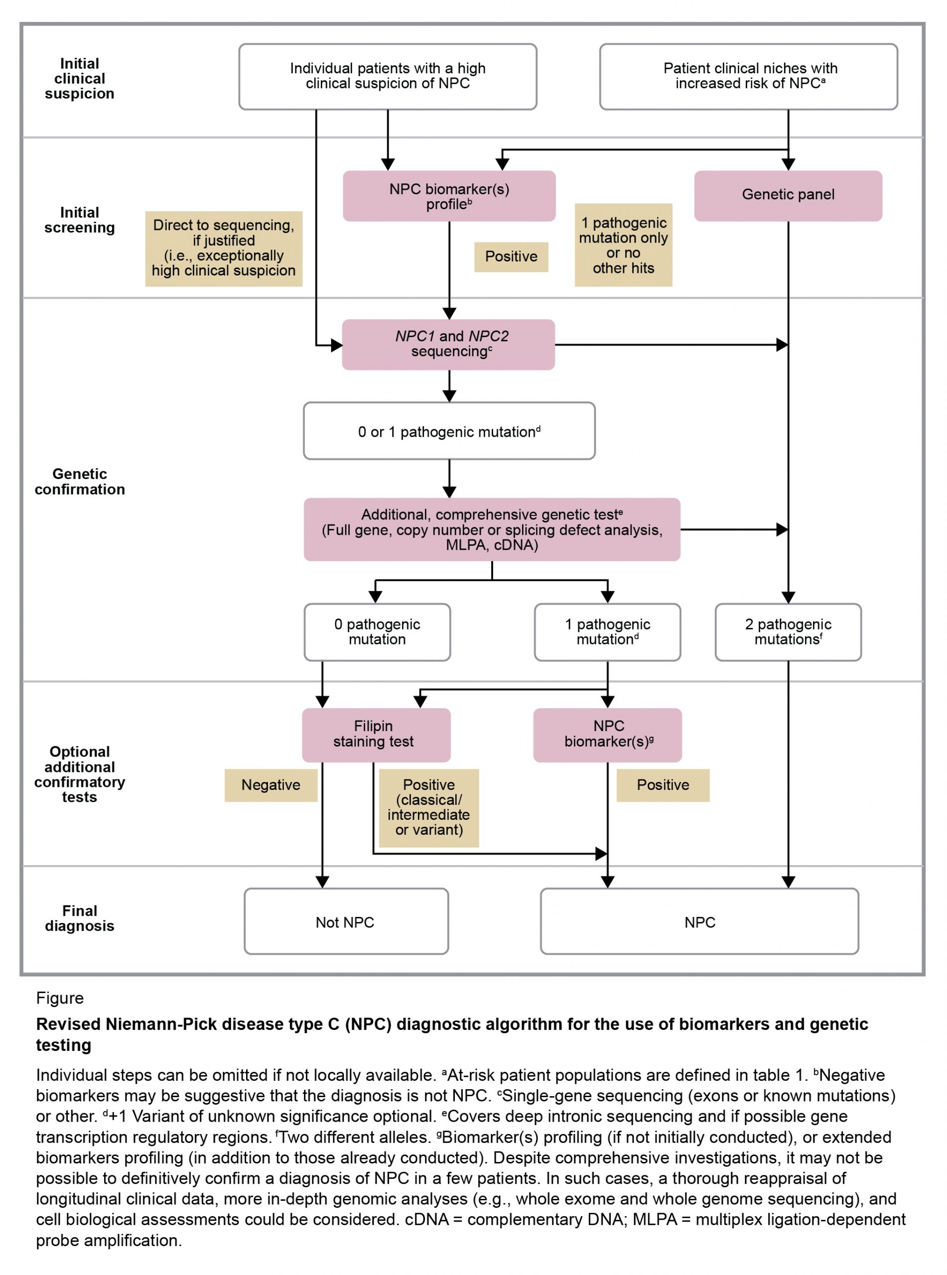 Niemann-Pick disease type C as a neurovisceral disease. Schematic