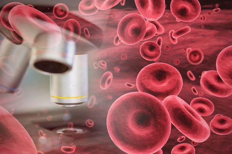 Photo of red blood cells with microscope.